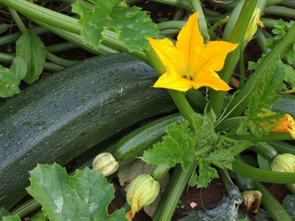 Velouté de courgettes 100 cL – Image 2